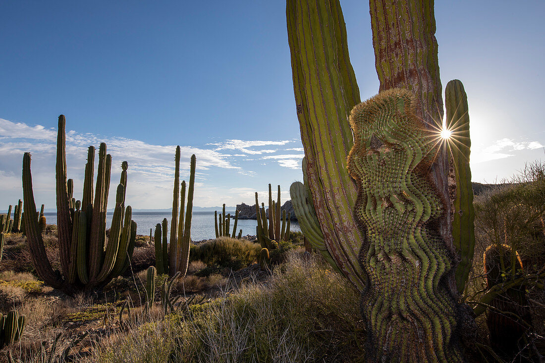 Endemischer Riesenfasskaktus (Ferocactus diguetii) auf Isla Santa Catalina, Baja California Sur, Mexiko, Nordamerika