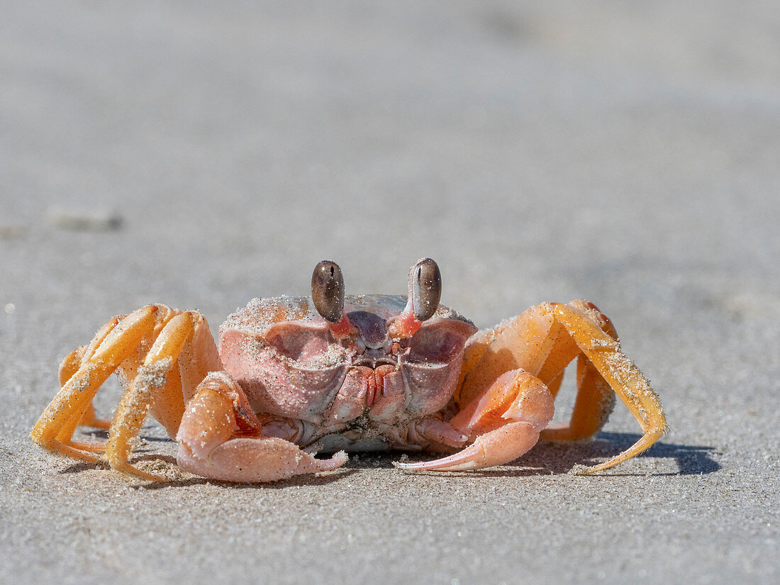 Adult ghost crab (Ocypode spp), on the beach at Isla Magdalena, Baja California Sur, Mexico, North America