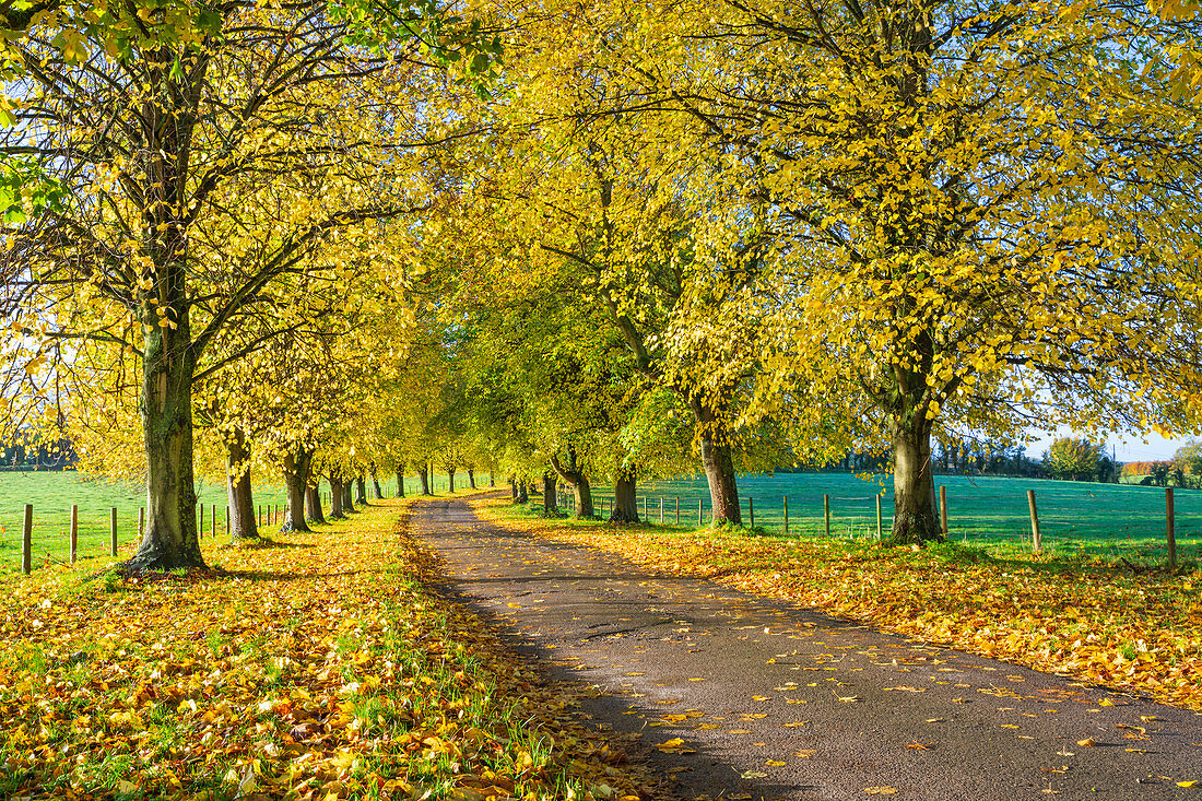 Allee der Herbstbuchen mit bunten gelben Blättern, Newbury, Berkshire, England, Vereinigtes Königreich, Europa