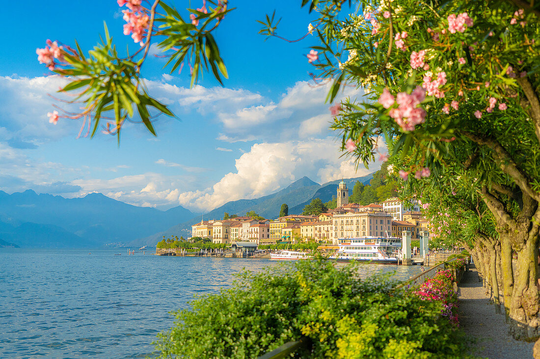 Bellagio and mountains seen from lakefront full of flowering plants, Lake Como, Como province, Lombardy, Italian Lakes, Italy, Europe