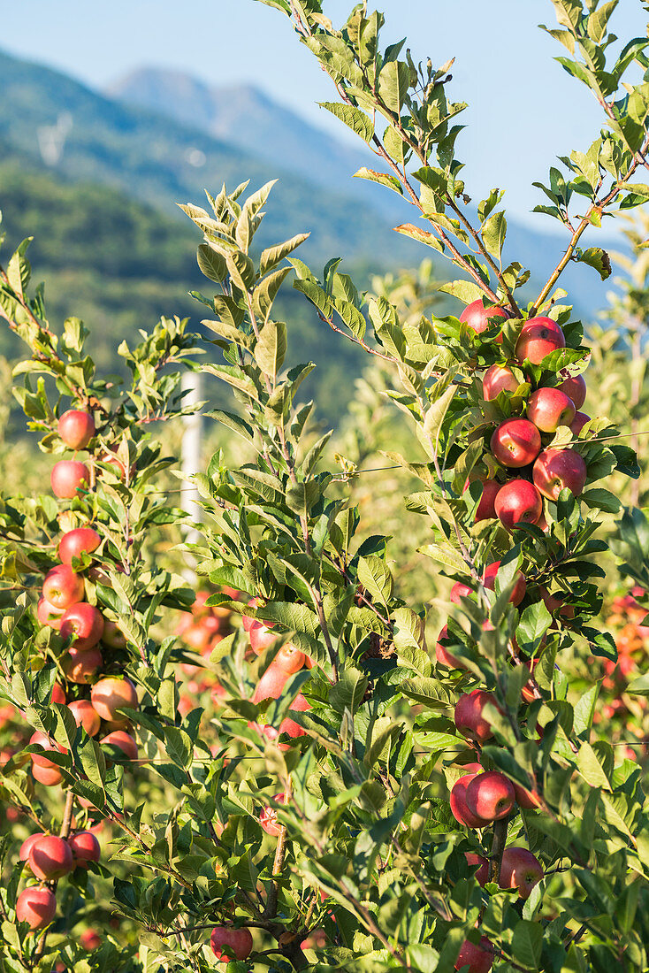 Saftige rote Äpfel auf Apfelbaumzweig im Obstgarten, Valtellina, Provinz Sondrio, Lombardei, Italien, Europa