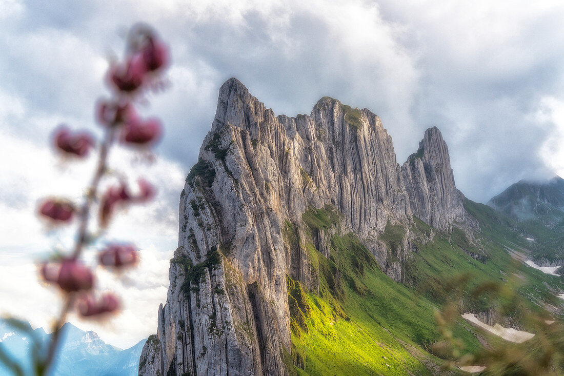 Majestätische Felswand des Bergs Saxer Lucke, umrahmt von Blumen in voller Blüte, Kanton Appenzell, Alpstein Range, Schweiz, Europa