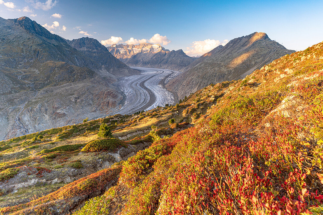 Blütenpflanzen auf Bergrücken über Aletschgletscher, Hohfluh Riederalp, Walliser Kanton, Schweiz, Europa