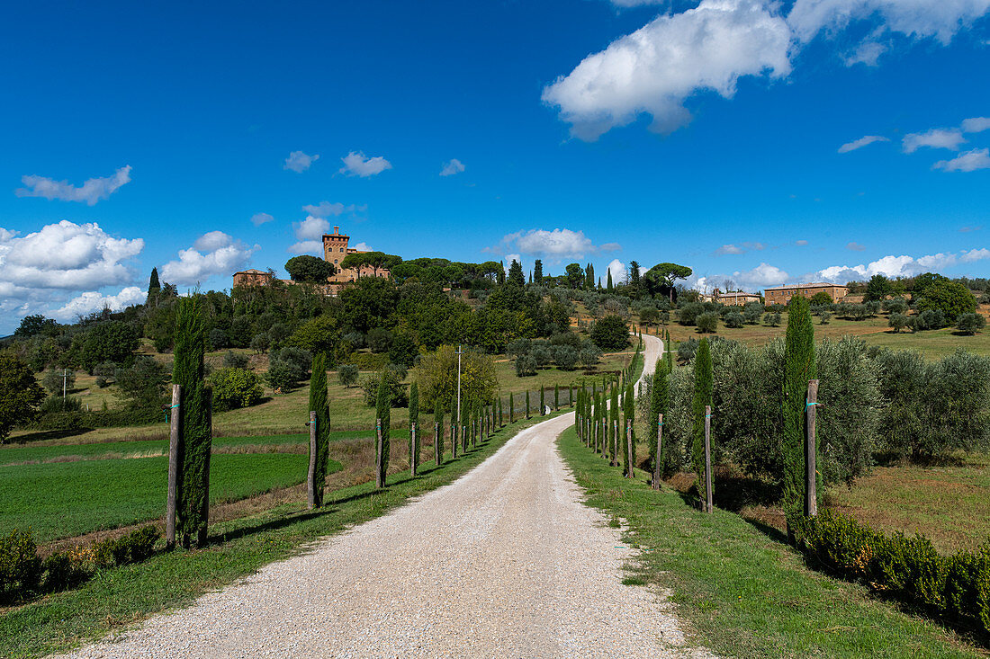 Road leading to the Palazzo Massaini, Val d'Orcia, UNESCO World Heritage Site, Tuscany, Italy, Europe