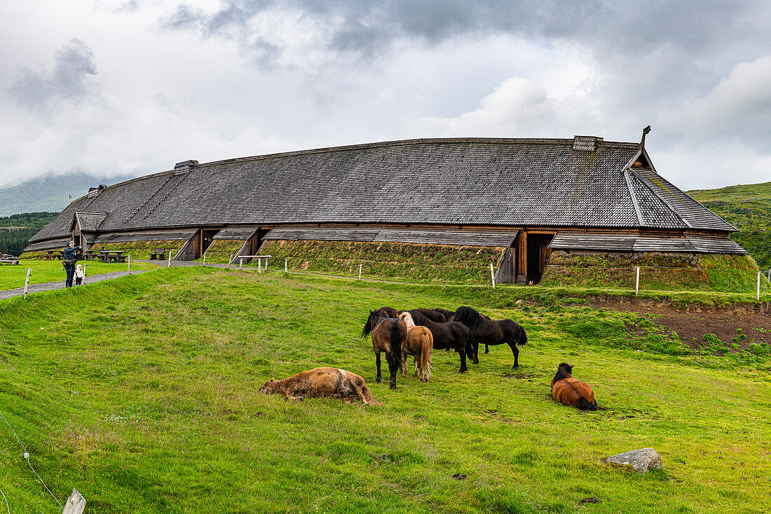 Pferde, die vor dem rekonstruierten Langhaus im Lofotr-Wikingermuseum, Vestvagoy, Lofoten, Nordland, Norwegen, Skandinavien, Europa grasen