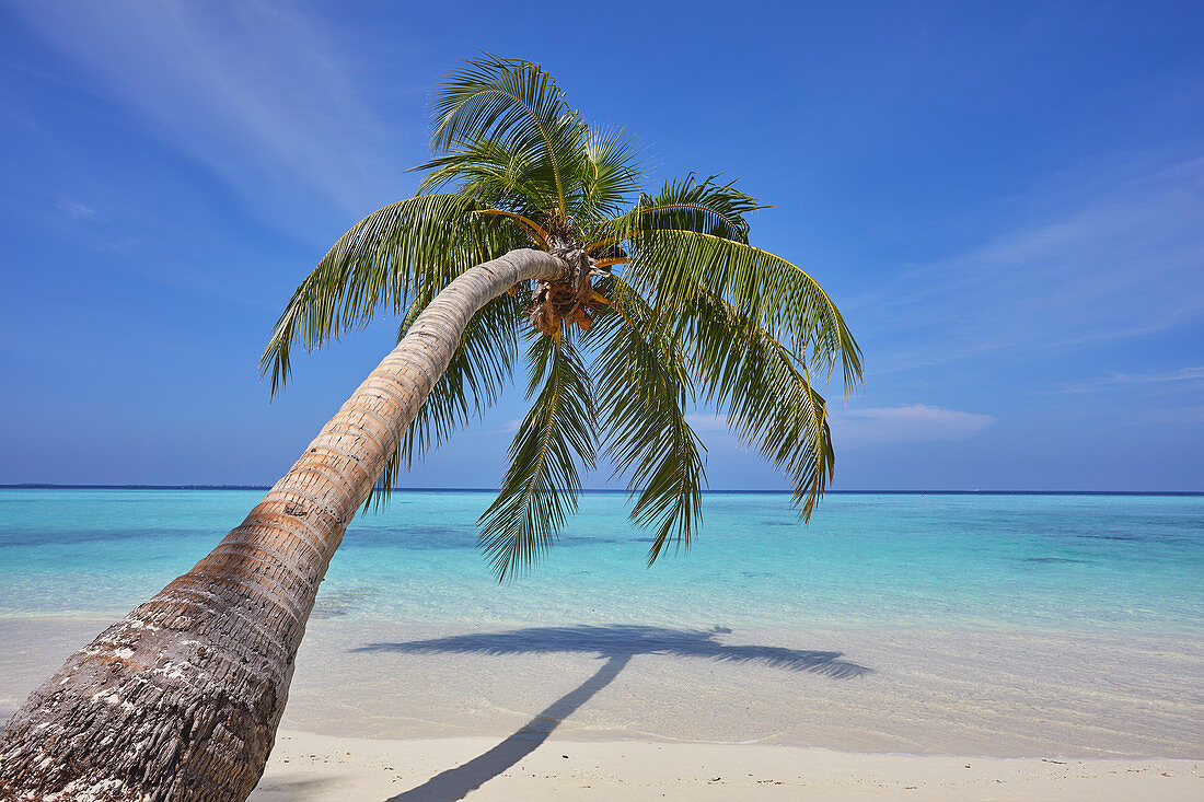 Eine tropische Insel am Strand Kokospalme, Gaafu Dhaalu Atoll, im äußersten Süden der Malediven, Indischer Ozean, Asien