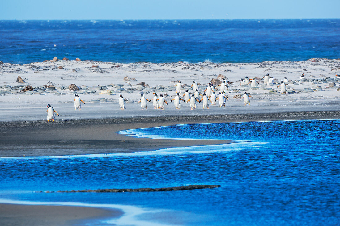 Gentoo Penguins (Pygocelis papua papua) walking on the beach, Sea Lion Island, Falkland Islands, South America