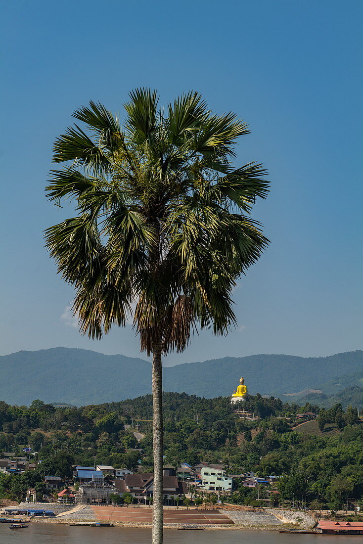 Palme vor Vat Chom Khao Manilat Tempel mit Blick über Fluss Mekong nach Chiang Khong in Thailand, Houayxay (Huay Xai), Provinz Bokeo, Laos, Asien