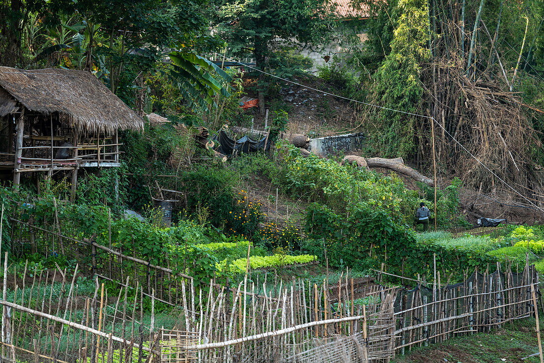 Vegetable garden on the banks of the Mekong River, Ban Meung Kai, Luang Prabang Province, Laos, Asia