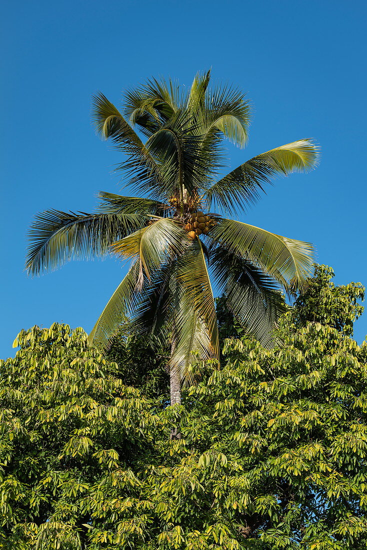 Cocoa palm surrounded by lush foliage, Luang Prabang, Luang Prabang Province, Laos, Asia