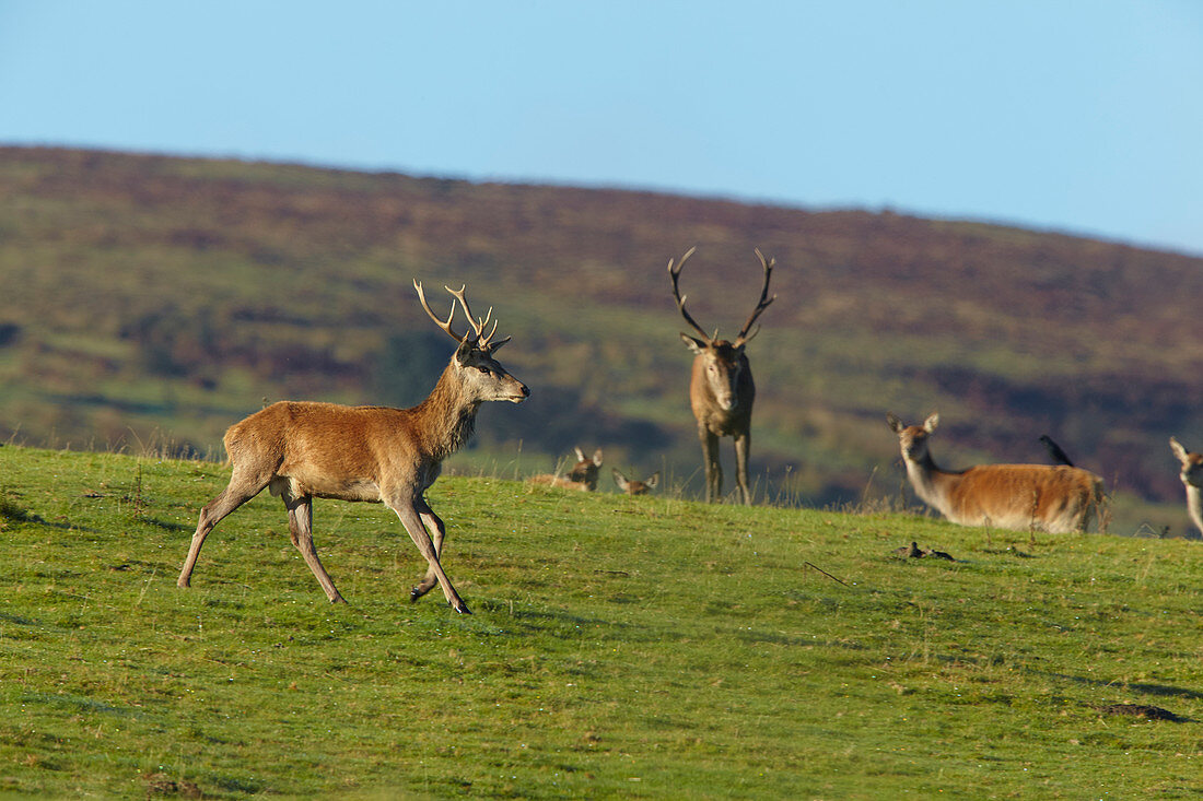 Red Deer Hirsche auf der Nordseite von Dunkery Beacon, in der Nähe von Porlock, im Exmoor National Park, Somerset, England, Vereinigtes Königreich, Europa