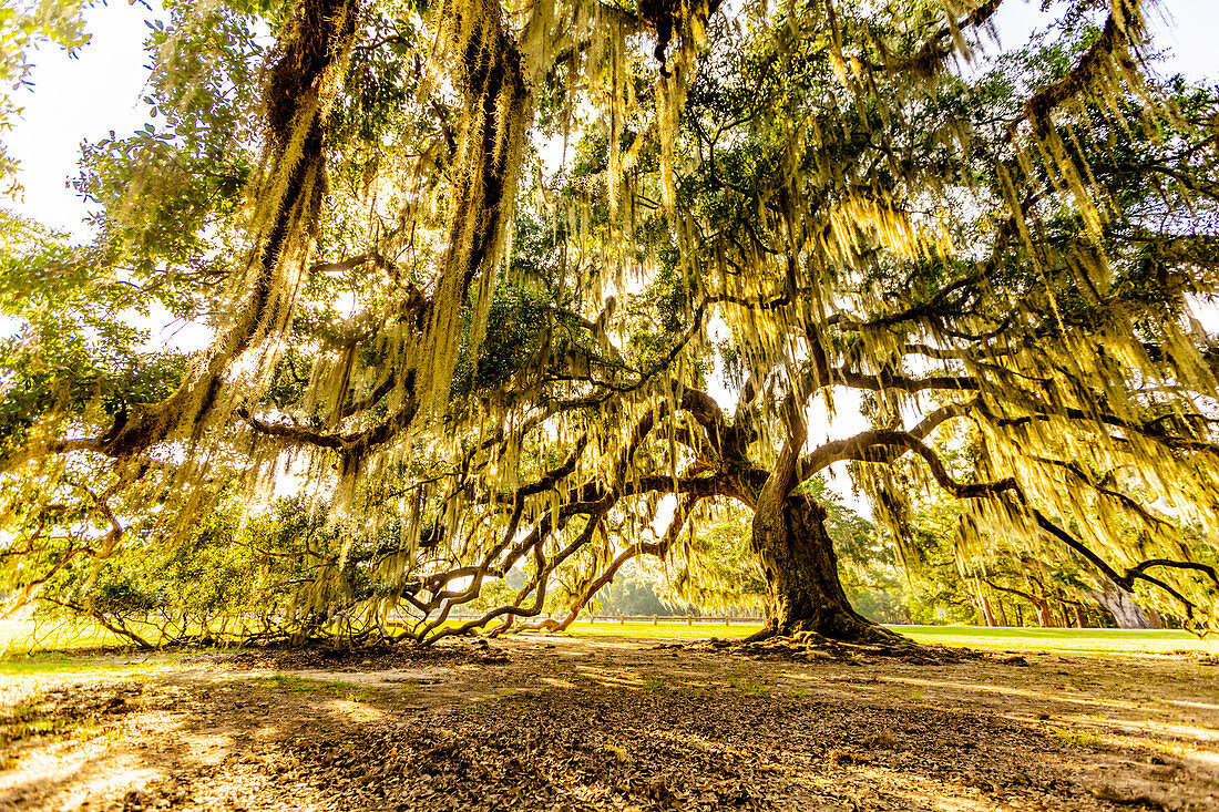 Der Baum des Lebens im Audubon Park, New Orleans, Louisiana, Vereinigte Staaten von Amerika, Nordamerika
