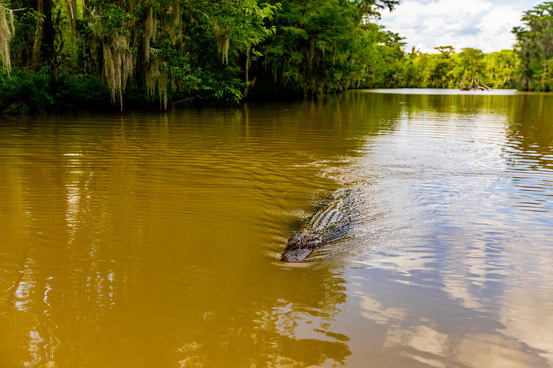 Alligatoren, Sumpf nahe New Orleans, Louisiana, Vereinigte Staaten von Amerika, Nordamerika