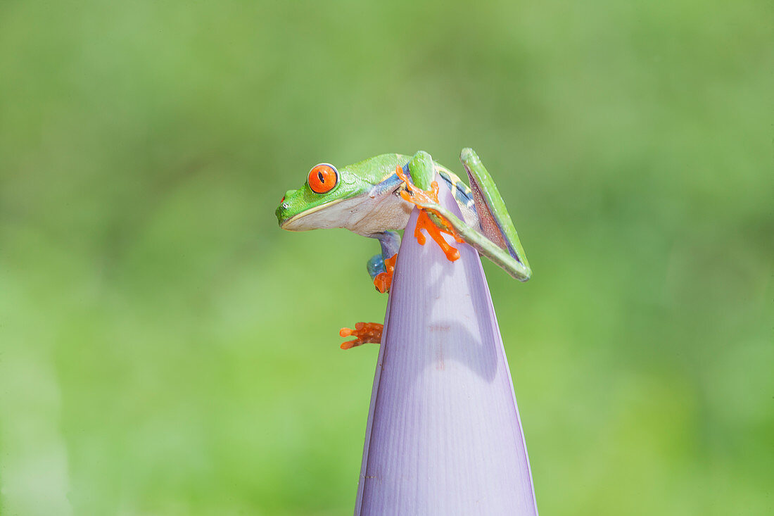 Red eyed tree frog (Agalychins callydrias) on pink flower, Sarapiqui, Costa Rica, Central America