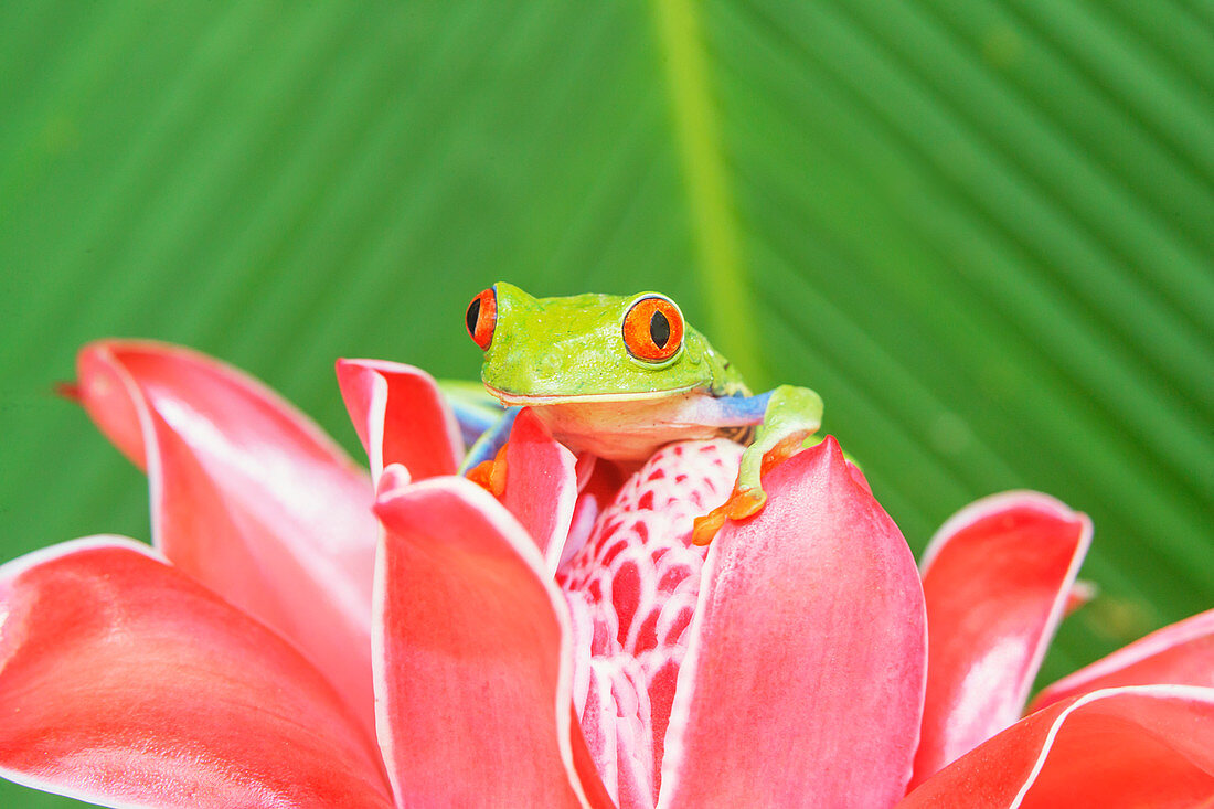 Red eyed tree frog (Agalychins callydrias) on red flower, Sarapiqui, Costa Rica, Central America