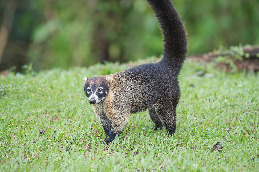 Coati (Nasua narica), Costa Rica, Central America