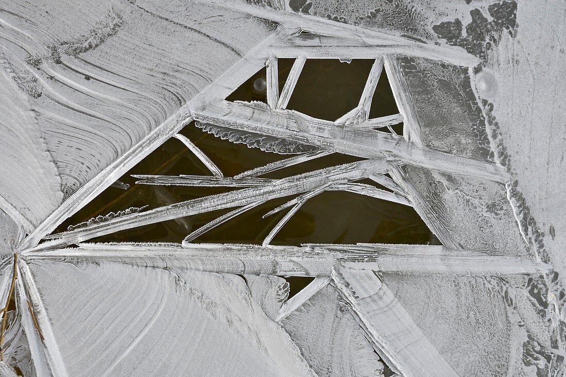 Frankreich, Doubs, Eisbildung in der Bodenvegetation eines Sumpfes