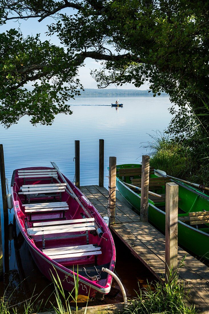 France, Landes, Leon, galupe (traditional boat with flat bottom) allowing to descend the current of Huchet and to discover the various vegetations