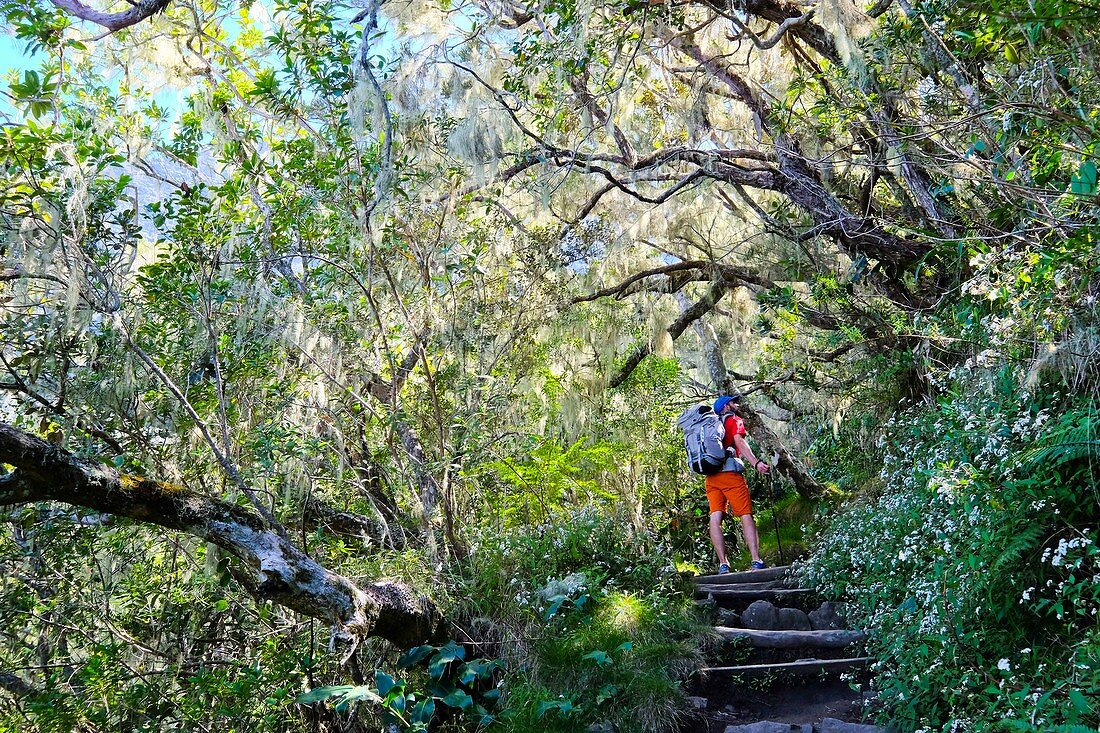 France, Reunion island, Cilaos, hiker in the Grand Matarum forest, Cilaos cirque, listed as World Heritage by UNESCO