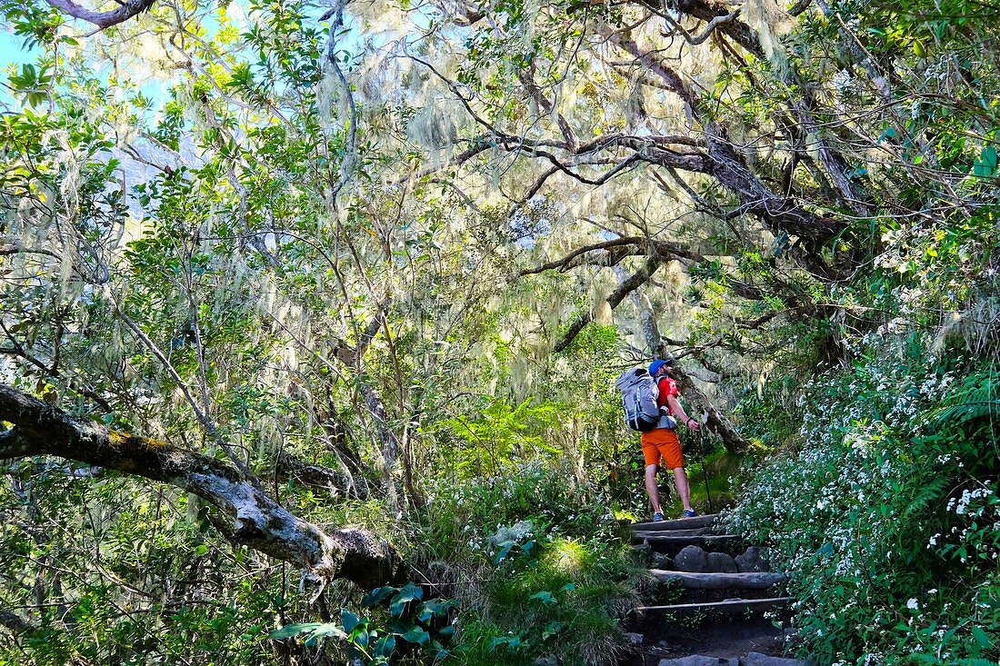 Frankreich, Insel Reunion, Cilaos, Wanderer im Wald von Grand Matarum, Cilaos Cirque, von der UNESCO zum Weltkulturerbe erklärt