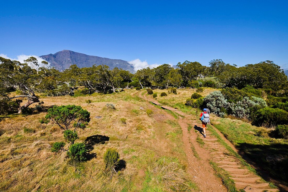 France, Reunion island, La Possession, the Tamarins plain Grand Benare, listed as World Heritage by UNESCO