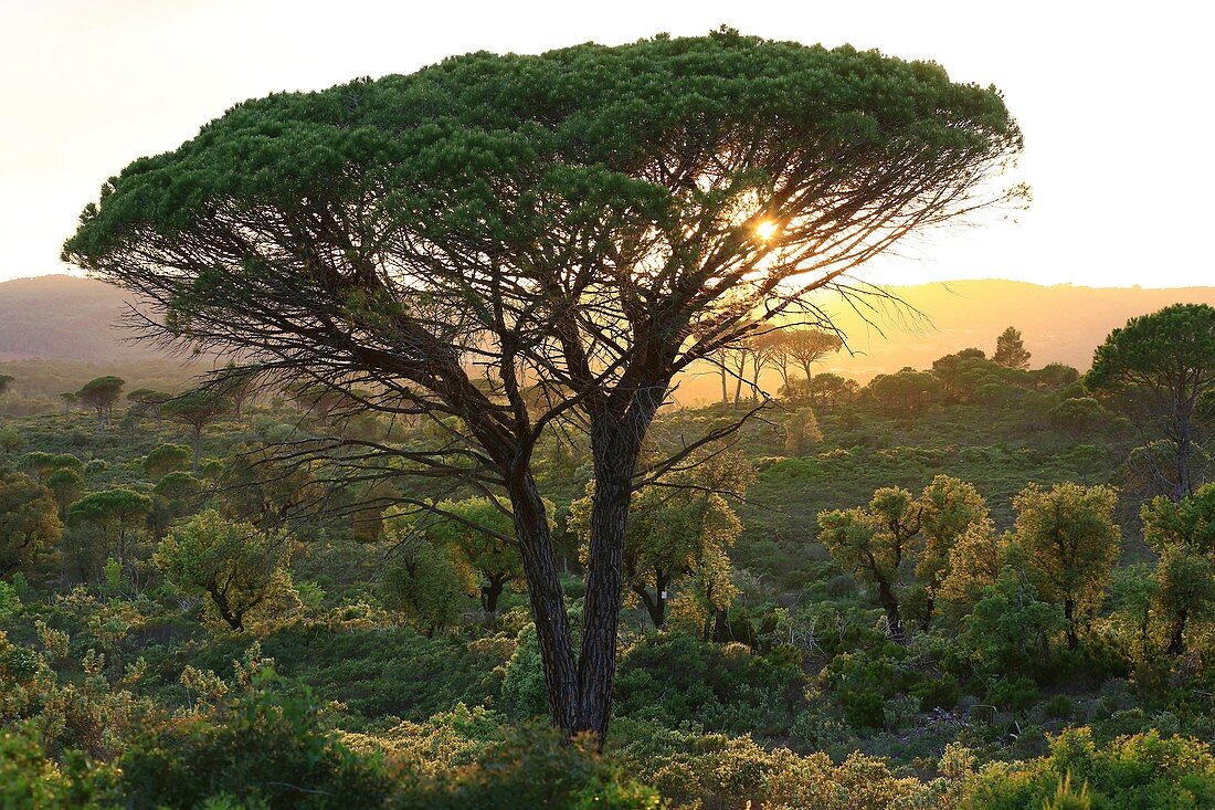 Frankreich, Var, Dracenie, Le Muy, Nationalwald des Colle du Rouet