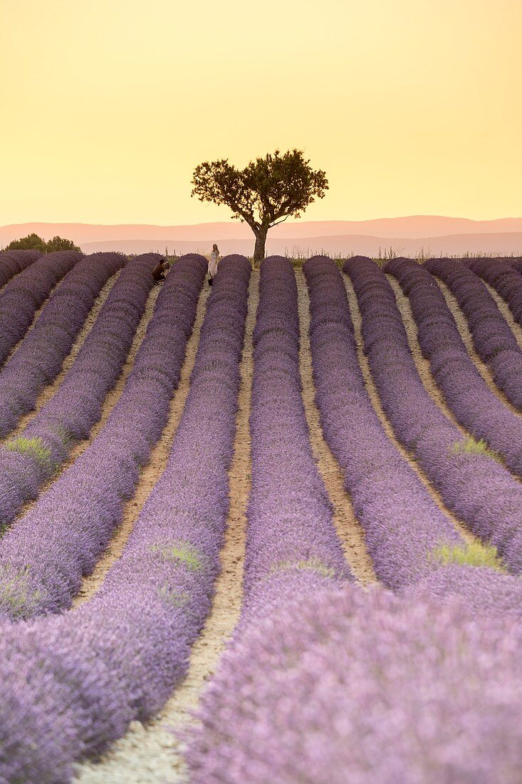 Frankreich, Alpes-de-Haute-Provence, Verdon Regionaler Naturpark, Valensole, Lavandin Field