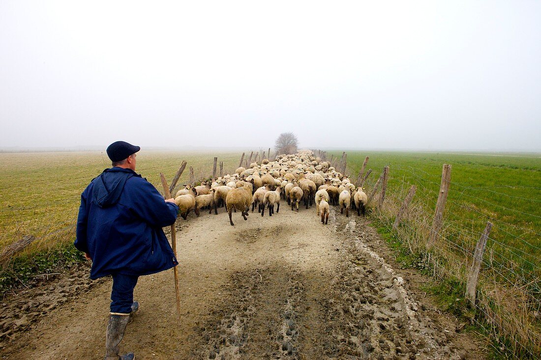 France, Ille et Vilaine, Mont Saint Michel Bay, Roz sur Couesnon, salt meadow lamb