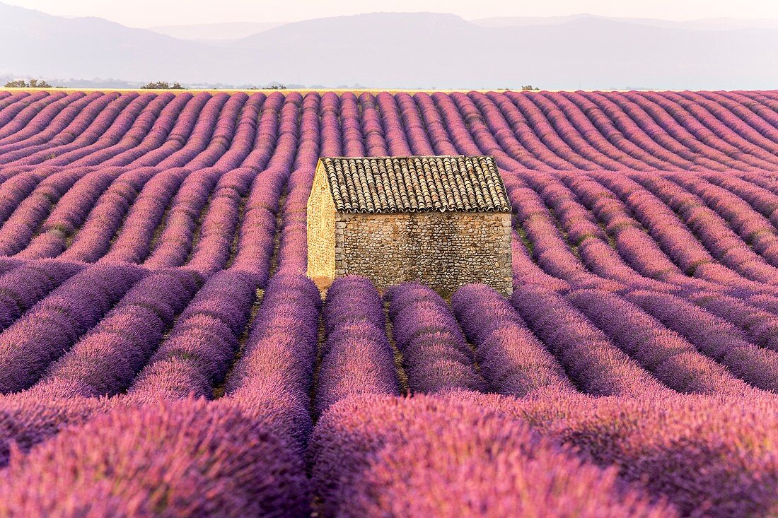 Frankreich, Alpes-de-Haute-Provence, Regionaler Naturpark Verdon, Puimoisson, Steinhaus inmitten eines Lavendelfeldes (Lavandin) auf dem Plateau de Valensole