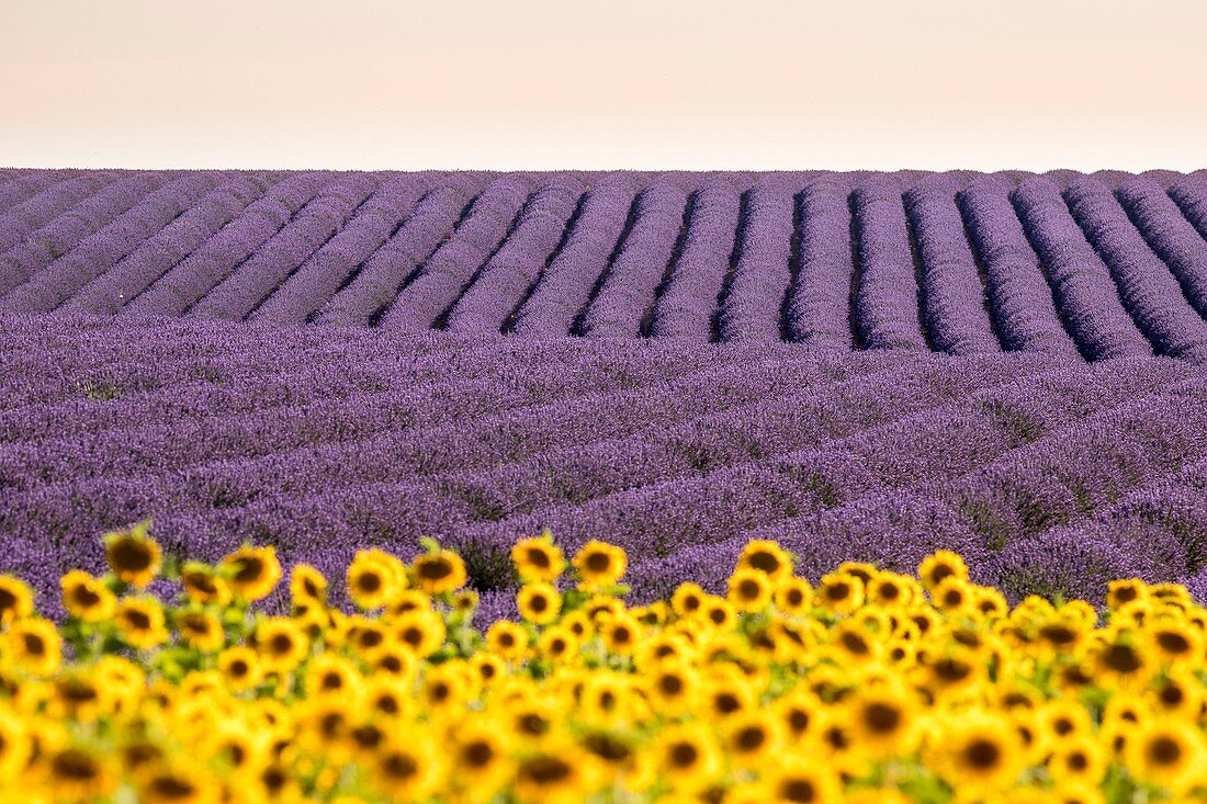 Frankreich, Alpes-de-Haute-Provence, Verdon Regionaler Naturpark, Valensole, Sonnenblumen- und Lavendelblütenfeld auf dem Valensole-Plateau