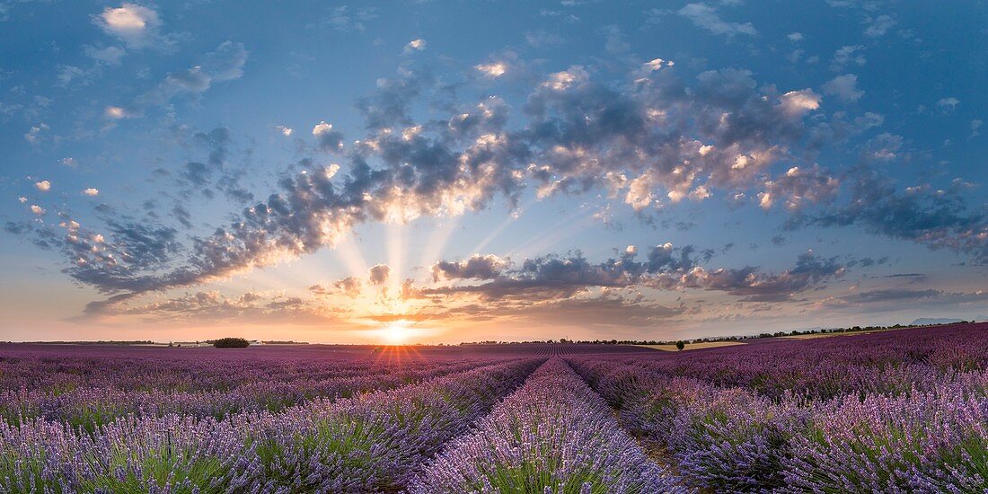 France, Alpes de Haute Provence, Verdon Regional Nature Park, Puimoisson, field of lavender (lavandin) at sunset on the Plateau de Valensole
