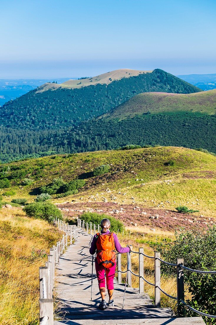 Frankreich, Puy-de-Dome, UNESCO-Weltkulturerbe, regionales Naturschutzgebiet der Auvergne-Vulkane, Panoramablick über die Chaine des Puys vom Ziegenpfad bis zur Spitze des Puy de Dome (Höhe: 1465 m), Puy de Come und Grand Suchet