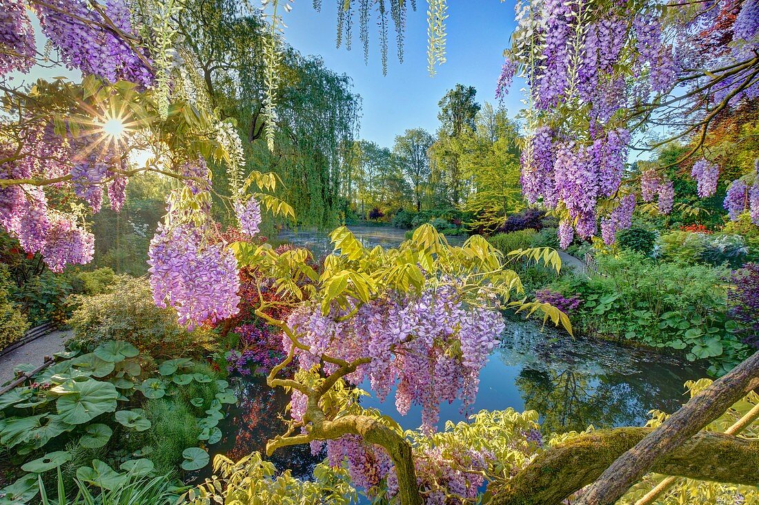 Frankreich, Eure, Giverny, Claude Monet Stiftung, der japanische Garten mit Glyzinien in Blüte
