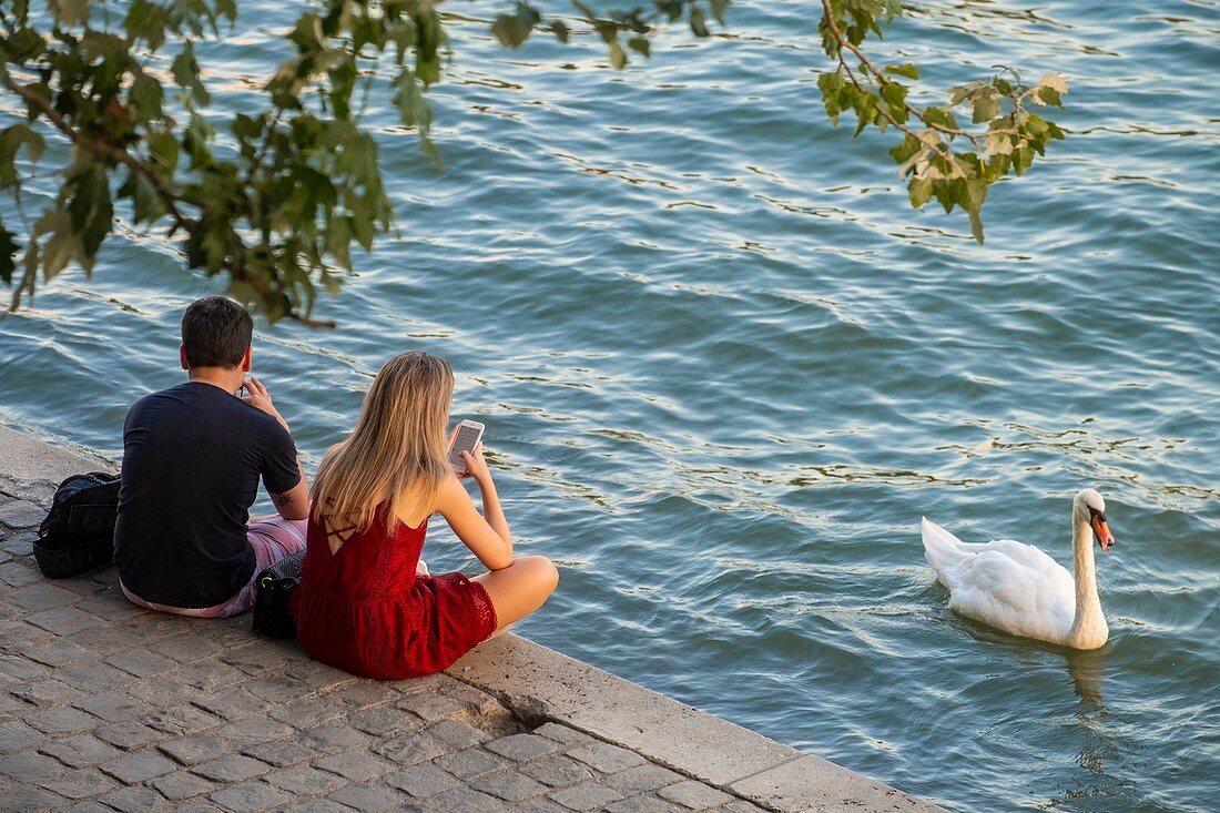 France, Paris, the banks of the Seine classified UNESCO, the Ile de la Cite, couple and a swan