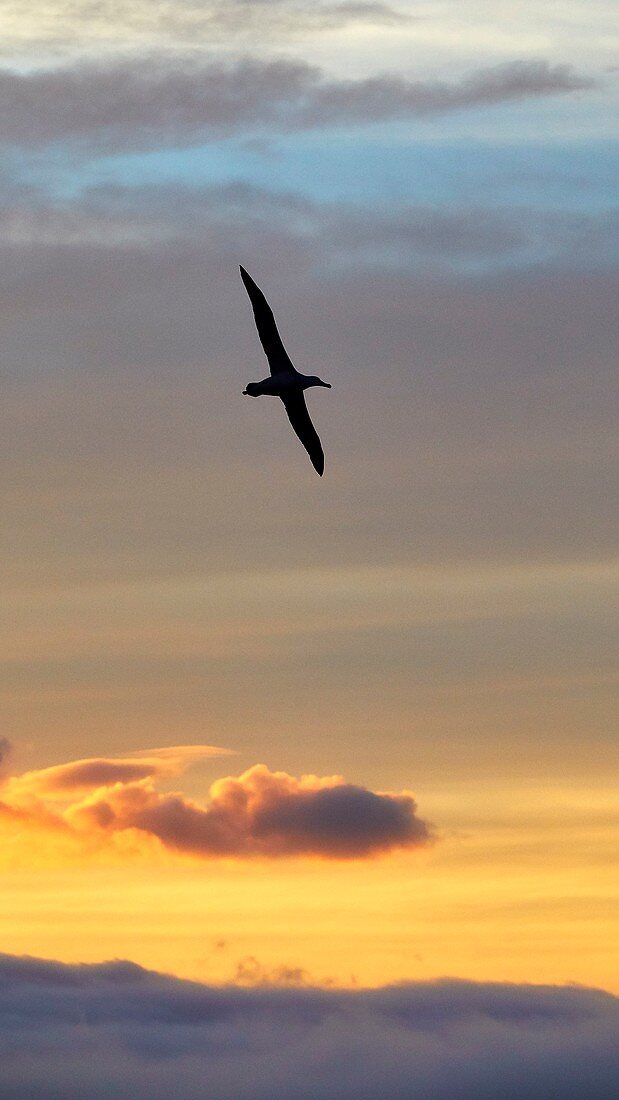 France, French Southern and Antarctic Lands listed as World Heritage by UNESCO, Crozet Islands, Ile de l'Est (East Island) at sunrise seen from the Ile de la Possession (Possession Island), Wandering Albatross (Diomedea Exulans)