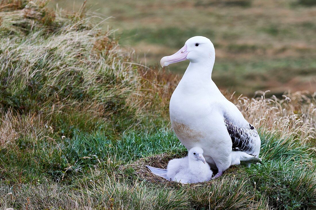 France, French Southern and Antarctic Lands listed as World Heritage by UNESCO, Crozet Islands, Ile de la Possession (Possession Island), Wandering Albatross (Diomedea Exulans) on its nest with its chick