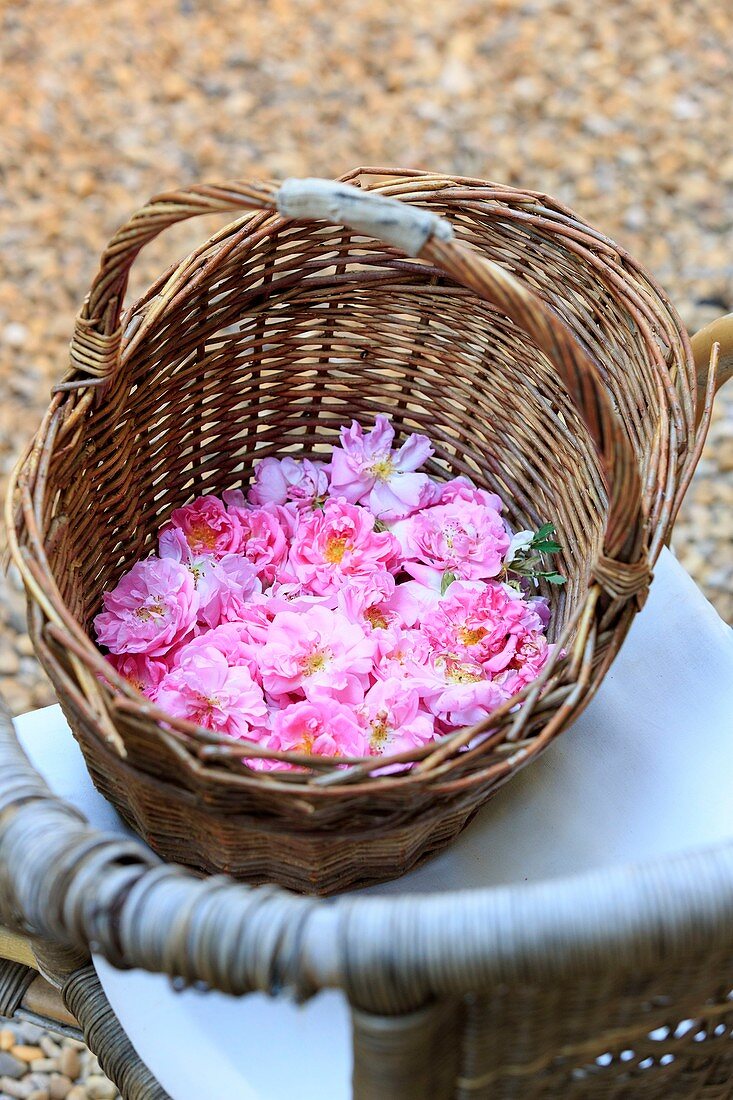 France, Alpes Maritimes (06), Peymeinade, Domaine du Mas de l'Olivine, Au Pays d'Audrey, cueillette de la Roses de Mai (Ceolia)