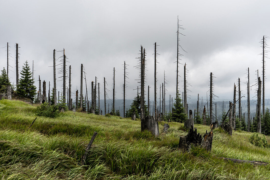 Dead trees in the Bavarian Forest National Park at Großer Rachel, Bavaria, Germany