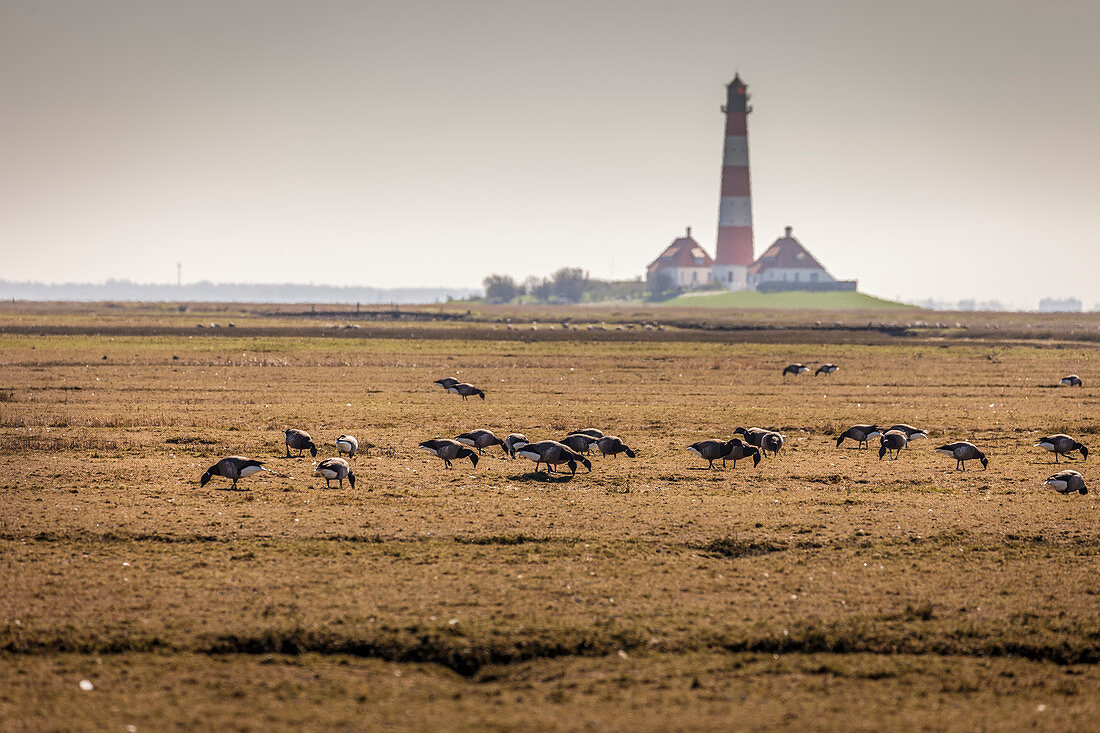 Rastende Zugvögel beim Leuchtturm Westerheversand, Nord-Friesland, Schleswig-Holstein