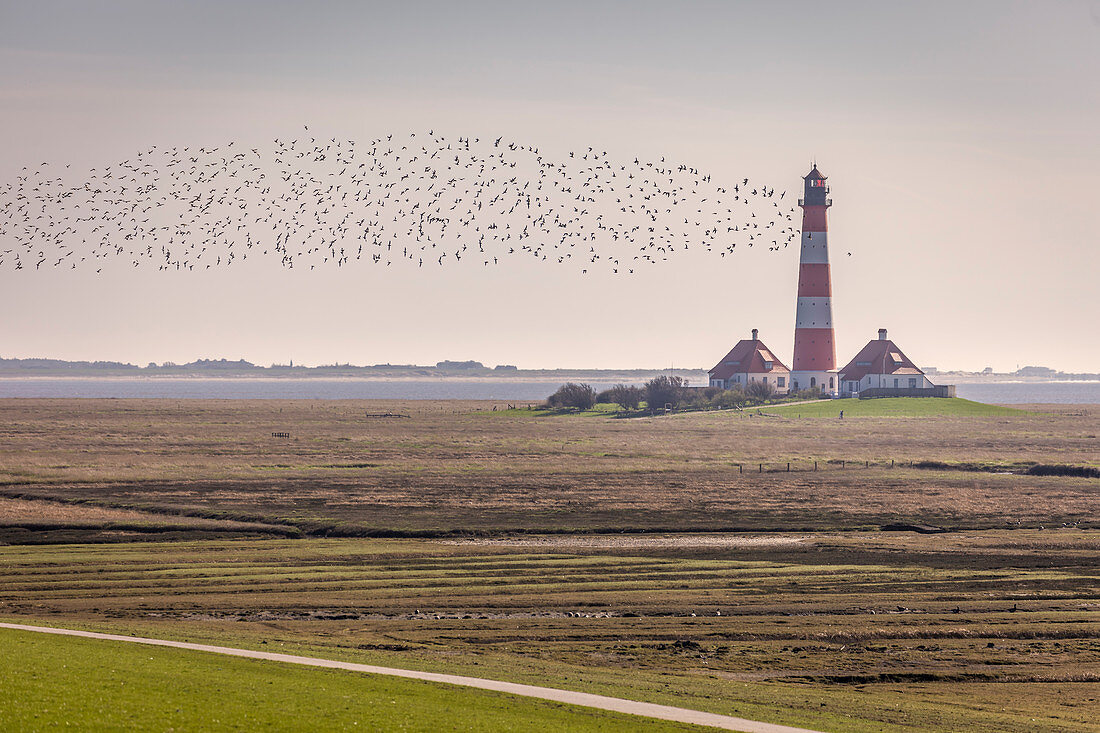 Zugvögel beim Leuchtturm Westerheversand, Nord-Friesland, Schleswig-Holstein