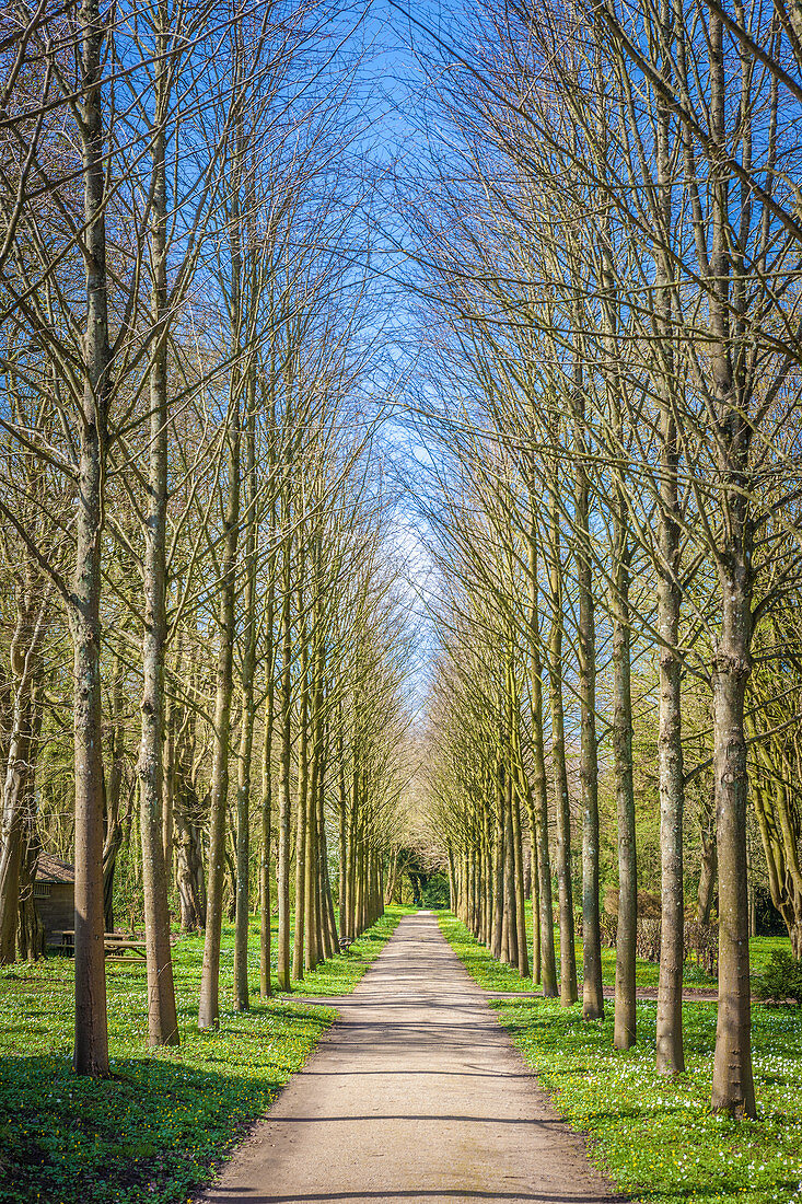 Long avenue in the Hochdorf Garden in Tating, North Friesland, Schleswig-Holstein