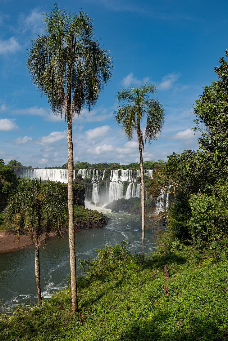 Palmen und Wasserfälle der Iguazu Falls, Iguazu National Park, Misiones, Argentinien, Südamerika