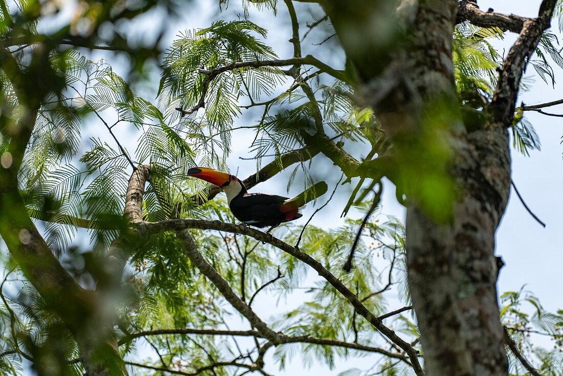 Toucan bird in tree near Iguazu Falls, Iguazu National Park, Misiones, Argentina, South America