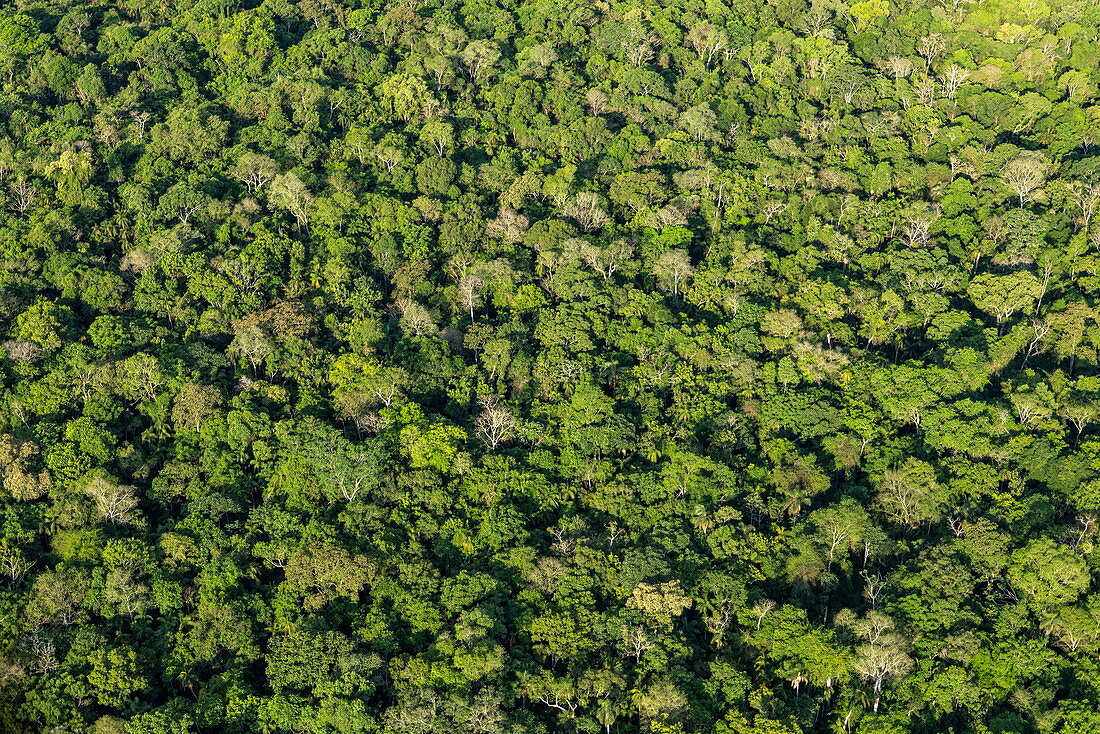 Luftaufnahme von üppigem Baumdach im Regenwald nahe Iguazu Falls, Foz do Iguacu, Parana, Brasilien, Südamerika