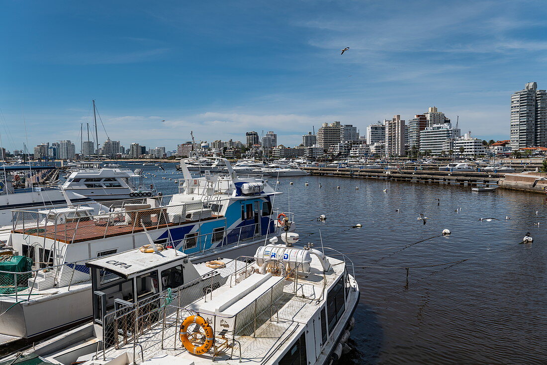 Ausflugsboote im Yachthafen mit Skyline der Stadt dahinter, Punta del Este, Maldonado Department, Uruguay, Südamerika