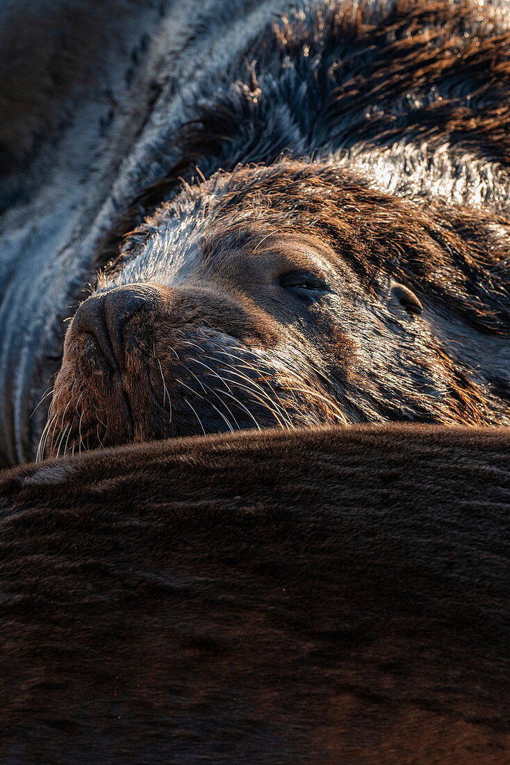 Close up of a sea lion relaxing on pier, Punta del Este, Maldonado Department, Uruguay, South America
