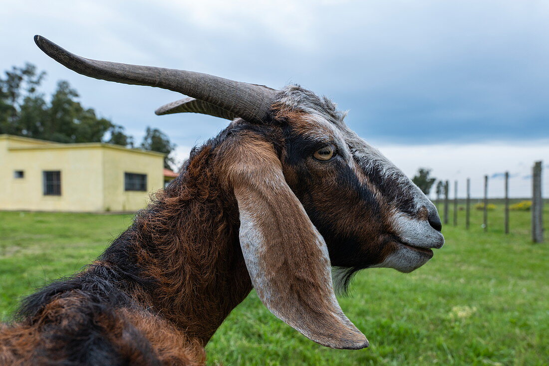 Neugierige Ziege in der Finca Piedra, San José de Mayo, Colonia Department, Uruguay, Südamerika