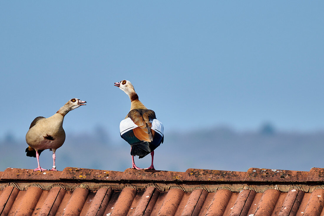 Egyptian geese on house roof, Bad Honnef, NRW, Germany