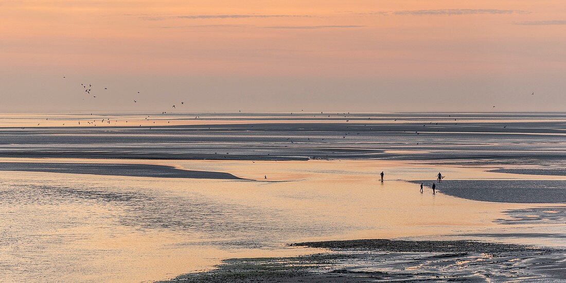 Frankreich, Somme, Baie de Somme, Le Crotoy, das Panorama auf der Baie de Somme bei Sonnenuntergang, während eine Gruppe junger Fischer die grauen Garnelen mit ihrem großen Netz fischt (Porteau)