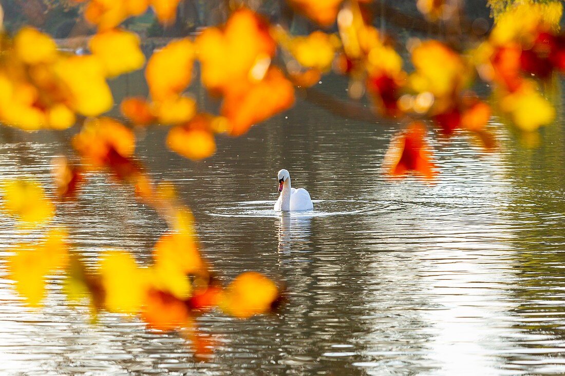 Frankreich, Paris, der Bois de Vincennes im Herbst, Daumesnilsee